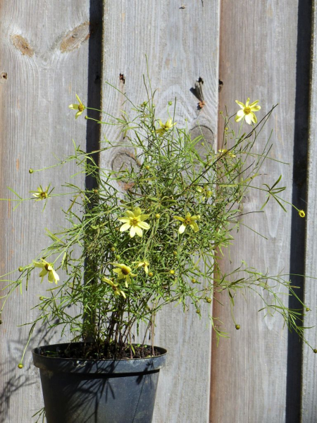 Mädchenauge Moonbeam (Coreopsis verticilata "Moonbeam") im Container